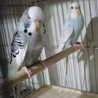 طوطی برزیلی فنچ مرغ عشق عروس قفس|پرنده|محلات, |دیوار