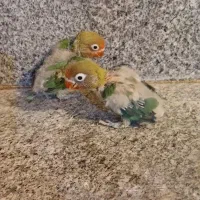 جوجه سرلاکی طوطی برزیلی سبز کله قرمز|پرنده|شیراز, شهرک سعدی|دیوار