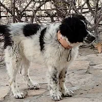 یک جفت توله قدرجونی اصل