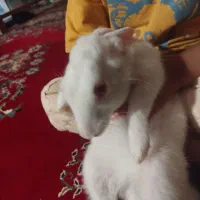 خرگوش ماده چشم قرمز