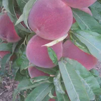 باغ کشاورزی محدوده پل زمانخان|فروش دفتر صنعتی، کشاورزی، تجاری|خمینی‌شهر, |دیوار