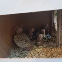 عروس هلندی با چهار تا جوجه