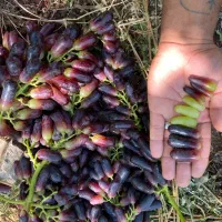 مزرعه انگور رضازاده|خدمات باغبانی و درختکاری|نیشابور, خط کاشمر|دیوار