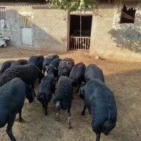 ده راس گوسفند قزله