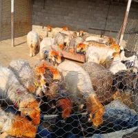 ۲۶ راس میش به فروش می‌رسد