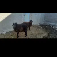 خریداربره شیری معاوضه بامیش یابره بزرگ