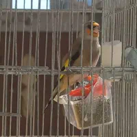 سهره دو رگ کرمونی|پرنده|تهران, امیریه|دیوار