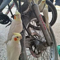 طوطی عروس هلندی
