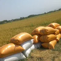 برنج هاشمی درجه یک|خوردنی و آشامیدنی|صومعه‌سرا, |دیوار