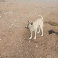 واگذاری کوچی ماده