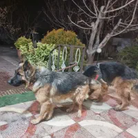 ژرمن وارداتی با مدارک مستند|سگ|ماهدشت, |دیوار