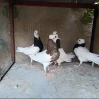 فروش کبوتر