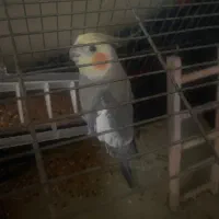 عروس هلندی نر