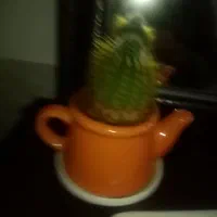 گل کاکتوس زیبا و درختچه فردوس|گل و گیاه طبیعی|سنندج, |دیوار