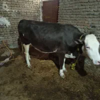 گاو‌مورسیتال