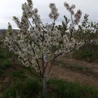 هرس تخصصی درختان با روش اصولی و علمی