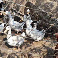 اردک جوان تخم گذار