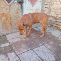 سگ اصیل افغان .|سگ|شهریار, دهشاد پائین|دیوار