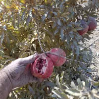 انار آبگیری و رب انار|خوردنی و آشامیدنی|جوادآباد, |دیوار