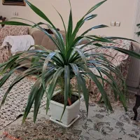 گل پاندانوس