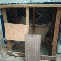 قفس جوجه