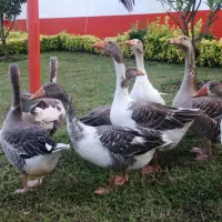 غاز تخم گذار و درشت جثه و سنگین وزن1عددنر و2تاماده