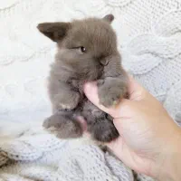 پانسیون نگهداری فروش لوپ مینیاتور جیبی خرگوش|موش و خرگوش|اصفهان, بهاران|دیوار