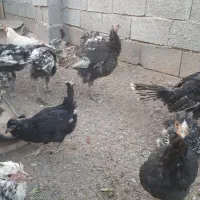 بوقلمون|حیوانات مزرعه|فرخ‌شهر, |دیوار