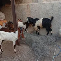 بز دوقلوزا|حیوانات مزرعه|برازجان, |دیوار