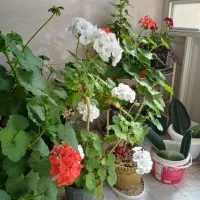 گل و گیاه