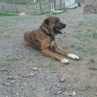 سگ گله|سگ|زاوه, |دیوار