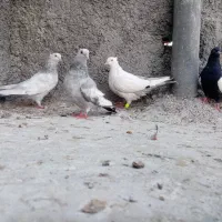 کفتر 3تا ماده سینه ی دمب سوسنی خوب