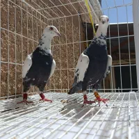 کفتر جفتی به شرط