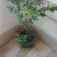 گل وگیاه