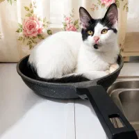 گربه