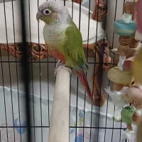 طوطی گیرین چیک ماده