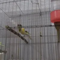 قناری نرمست بخوان