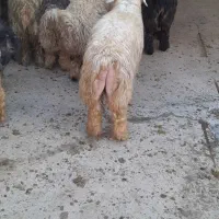 فروش بره  ( میش بز بزغاله )