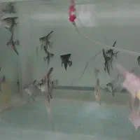 تولید و تکثیر انواع ماهی های زینتی|ماهی|بروجرد, |دیوار