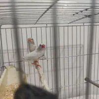فروش فنج نر و ماده سرحال
