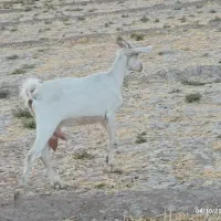 چپش ساناز
