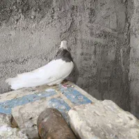 کبوتر