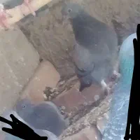 کبوتر پلاکی|پرنده|خاش, |دیوار