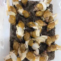 حلزون|خزنده|نیشابور, شهرک قدس|دیوار