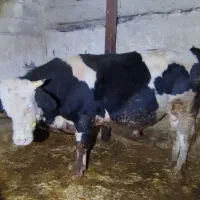 گوساله پای قصابی درجه یک توافقی|حیوانات مزرعه|تهران, جمهوری|دیوار