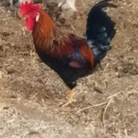 ۲عدد خروس محلی سالم ومرغگیر