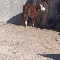 سمینتال اصل|حیوانات مزرعه|کلیبر, |دیوار