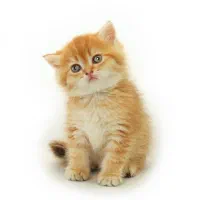 گربه بارون میو کده