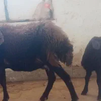 میش افشار نیمه لخت با بره نر|حیوانات مزرعه|تبریز, |دیوار