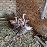 غاز جوان 5عدد